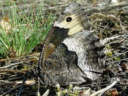 Attēlu rezultāti vaicājumam “Hipparchia alcyone underside”