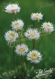 Attēlu rezultāti vaicājumam “Jasione montana leaf”