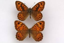 Attēlu rezultāti vaicājumam “Lasiommata megera”