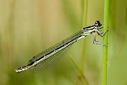 Attēlu rezultāti vaicājumam “Coenagrion hastulatum”