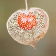 Image result for Physalis alkekengi