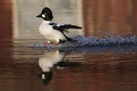 Attēlu rezultāti vaicājumam “Bucephala clangula”