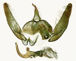 Attēlu rezultāti vaicājumam “Platyptilia sp.”