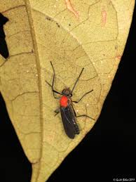 Attēlu rezultāti vaicājumam “Nematocera”