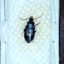 Attēlu rezultāti vaicājumam “Nebria brevicollis”