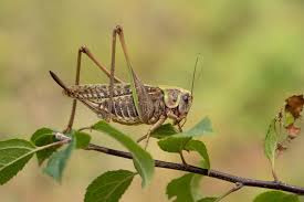 Attēlu rezultāti vaicājumam “Decticus verrucivorus”