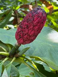 Attēlu rezultāti vaicājumam “Magnolia acuminata bud”