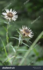 Attēlu rezultāti vaicājumam “Carlina biebersteinii”