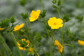 Image result for Potentilla recta