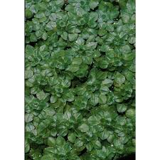 Attēlu rezultāti vaicājumam “Callitriche cophocarpa”