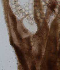 Attēlu rezultāti vaicājumam “Cribraria macrocarpa”