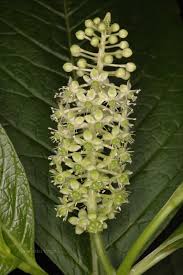 Attēlu rezultāti vaicājumam “Phytolacca acinosa flower”