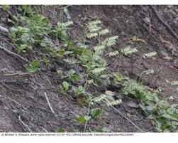 Attēlu rezultāti vaicājumam “Orthilia secunda”
