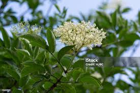 Attēlu rezultāti vaicājumam “Sambucus nigra flower”