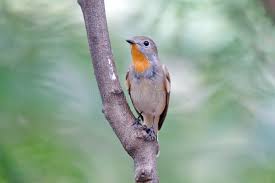 Image result for Ficedula albicilla