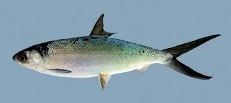 Image result for Chanos chanos