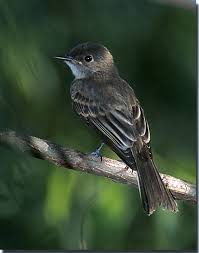 Image result for Sayornis phoebe