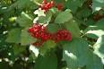 Viburnum trilobum American Cranberry Viburnum from American Beauties