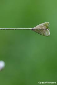 Attēlu rezultāti vaicājumam “Capsella bursa-pastoris bud”