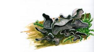 Attēlu rezultāti vaicājumam “Ionomidotis irregularis”