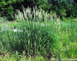 Attēlu rezultāti vaicājumam “Phalaroides arundinacea”