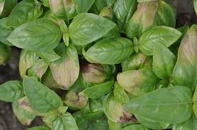 Image result for Basilikum