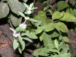 Attēlu rezultāti vaicājumam “Mentha x verticillata leaf”