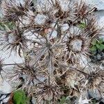 Image result for Ptilostemon afer