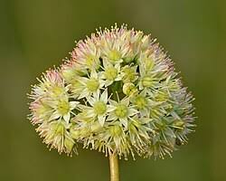 Attēlu rezultāti vaicājumam “Hylotelephium telephium bud”