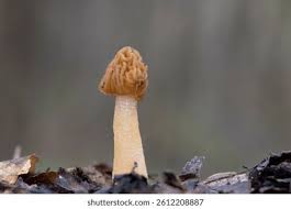 Attēlu rezultāti vaicājumam “Verpa bohemica”