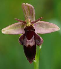 Attēlu rezultāti vaicājumam “Ophrys insectifera flower”