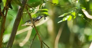 Image result for Dendroica pensylvanica