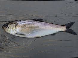 Image result for Alosa aestivalis