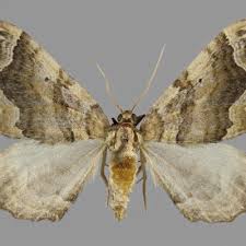 Attēlu rezultāti vaicājumam “Pelurga comitata”