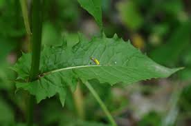 Attēlu rezultāti vaicājumam “Crepis paludosa flower”