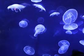 Attēlu rezultāti vaicājumam “Aurelia aurita”