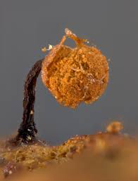 Attēlu rezultāti vaicājumam “Cribraria oregana”