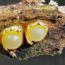 Attēlu rezultāti vaicājumam “Sphaerobolus stellatus”