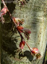 Attēlu rezultāti vaicājumam “Cercidiphyllum japonicum flower”