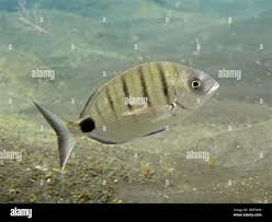 Image result for Diplodus kotschyi