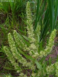 Attēlu rezultāti vaicājumam “Rumex maritimus leaf”