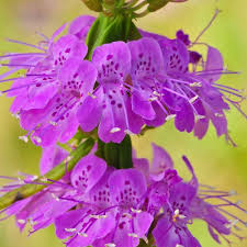 Attēlu rezultāti vaicājumam “Diderma floriforme macro”