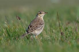 Image result for Anthus campestris