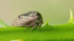 Attēlu rezultāti vaicājumam “Centrotus cornutus”