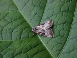 Attēlu rezultāti vaicājumam “Eucarta virgo”