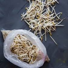 Image result for bean sprout