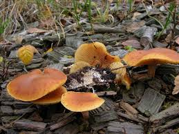 Attēlu rezultāti vaicājumam “Gymnopilus sapineus”