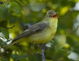 Attēlu rezultāti vaicājumam “Hippolais icterina adult”