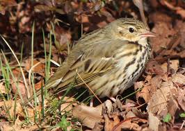 Image result for Anthus hodgsoni