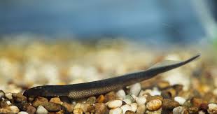 Attēlu rezultāti vaicājumam “Lamproderma debile”